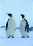 ペンギン　素材と写真　