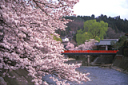 飛騨高山市中橋と桜の写真