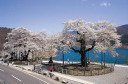 荘川桜の写真　ｊｐｇ　岐阜県飛騨高山より