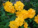 やまぶきの黄色い花